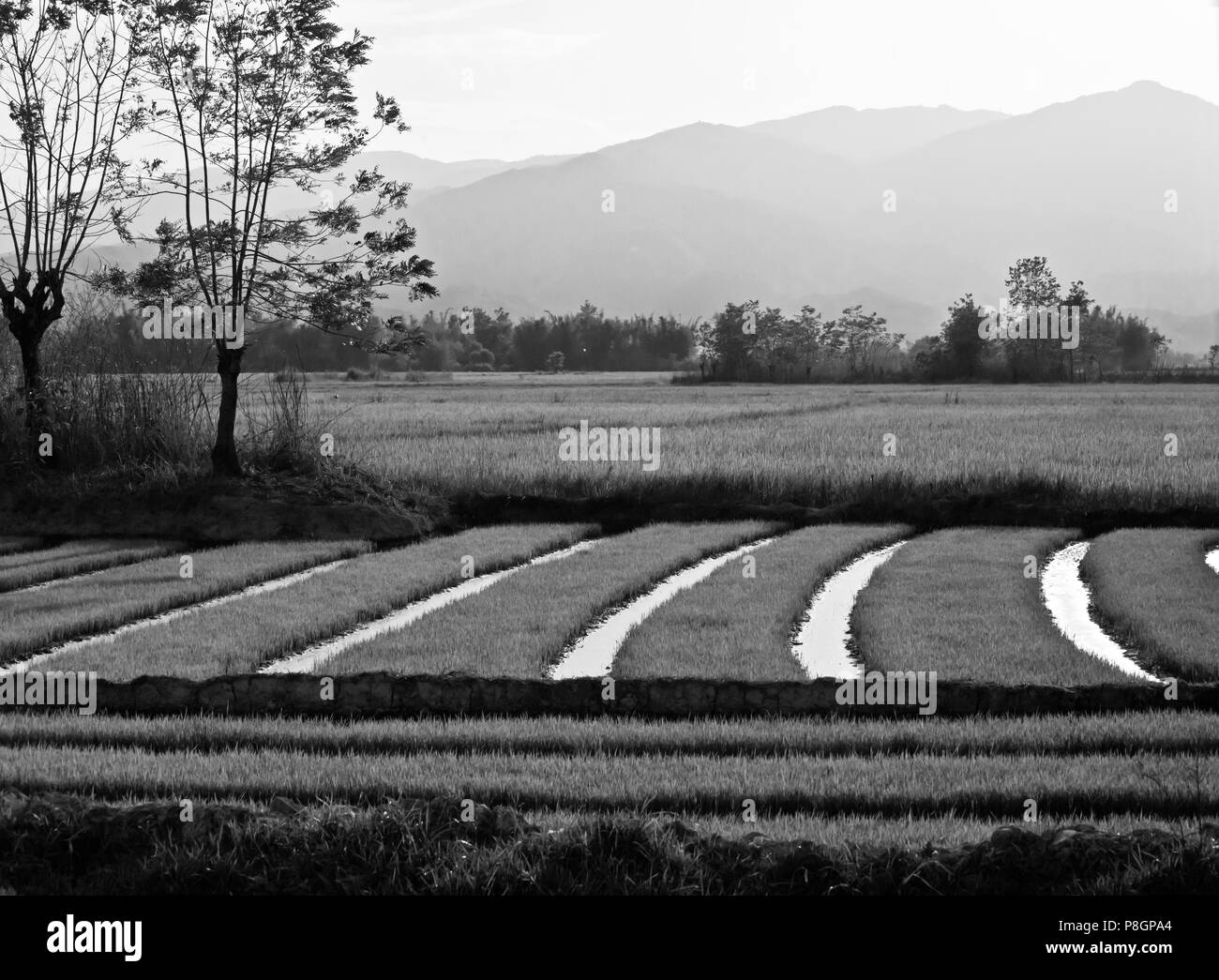 The fertile valley surrounding KENGTUNG or KYAINGTONG is used to grow RICE - MYANMAR Stock Photo