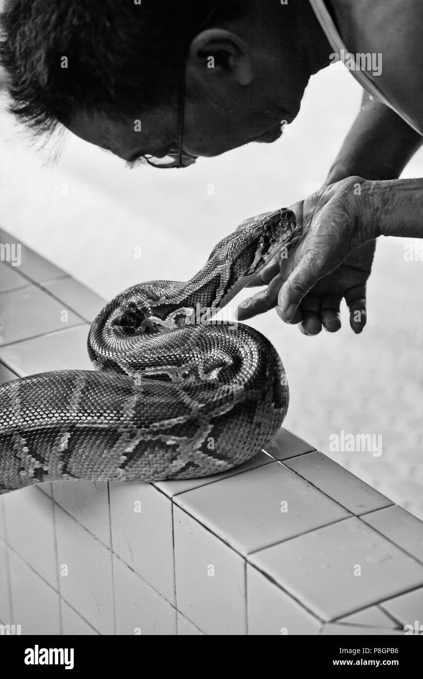 Man burmese pythons hi-res stock photography and images - Alamy