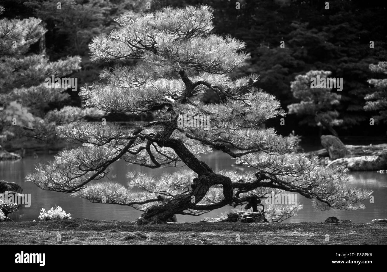 Beautifully formed PINE TREE in the garden of KINKAKUJU, THE GOLDEN PAVILLION - KYOTO, JAPAN Stock Photo