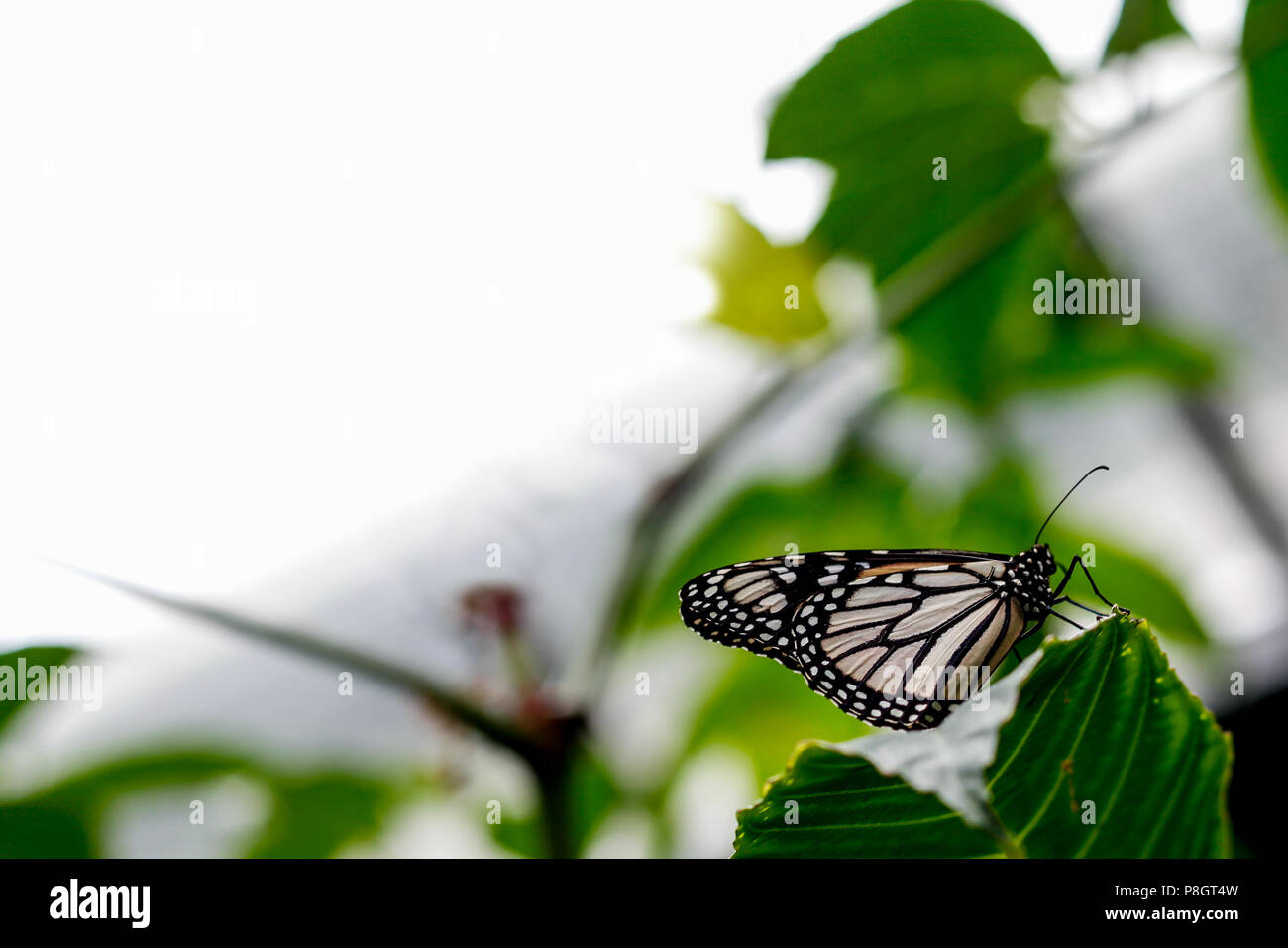 A White Monarch Butterfly Resting on a Leaf Stock Photo - Alamy