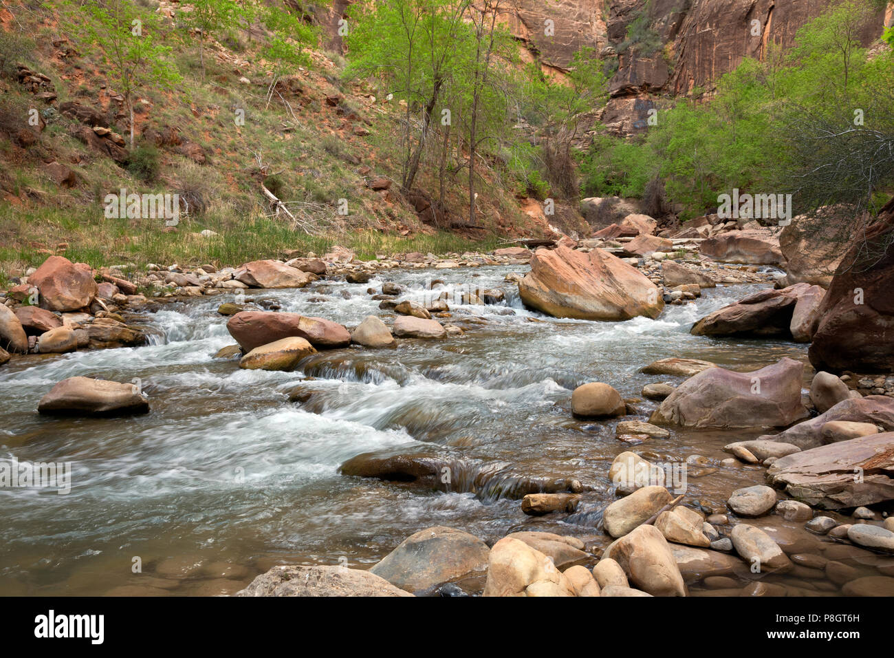UT00427-00...UTAH - The North Fork Virgin River from the Riverside Walk trail in Zion National Park. Stock Photo