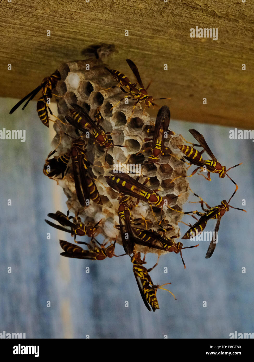 Umbrella wasp hires stock photography and images Alamy