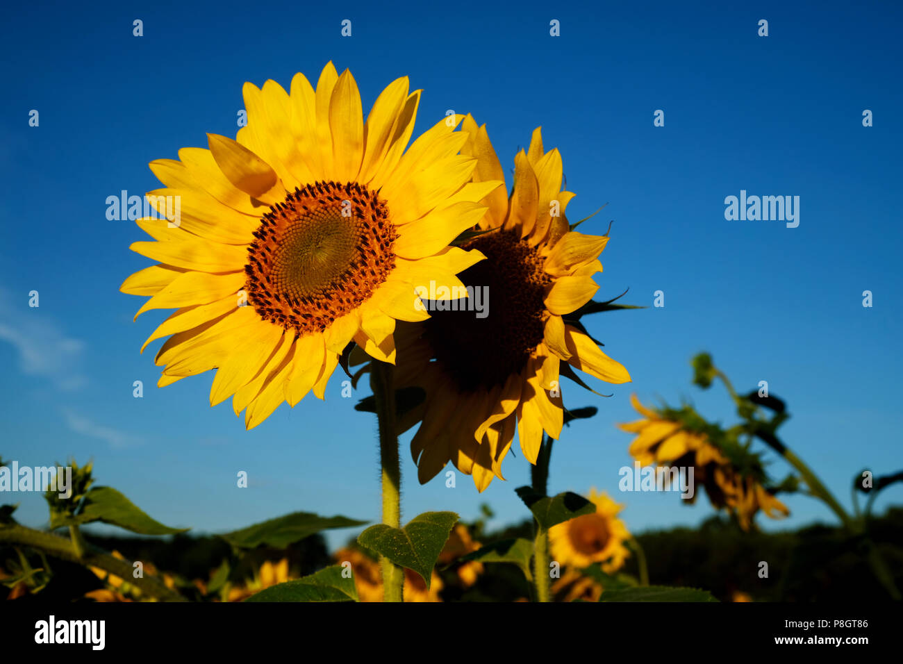 One sunflow has the other sunflower's back at Dorothea Dix Park in