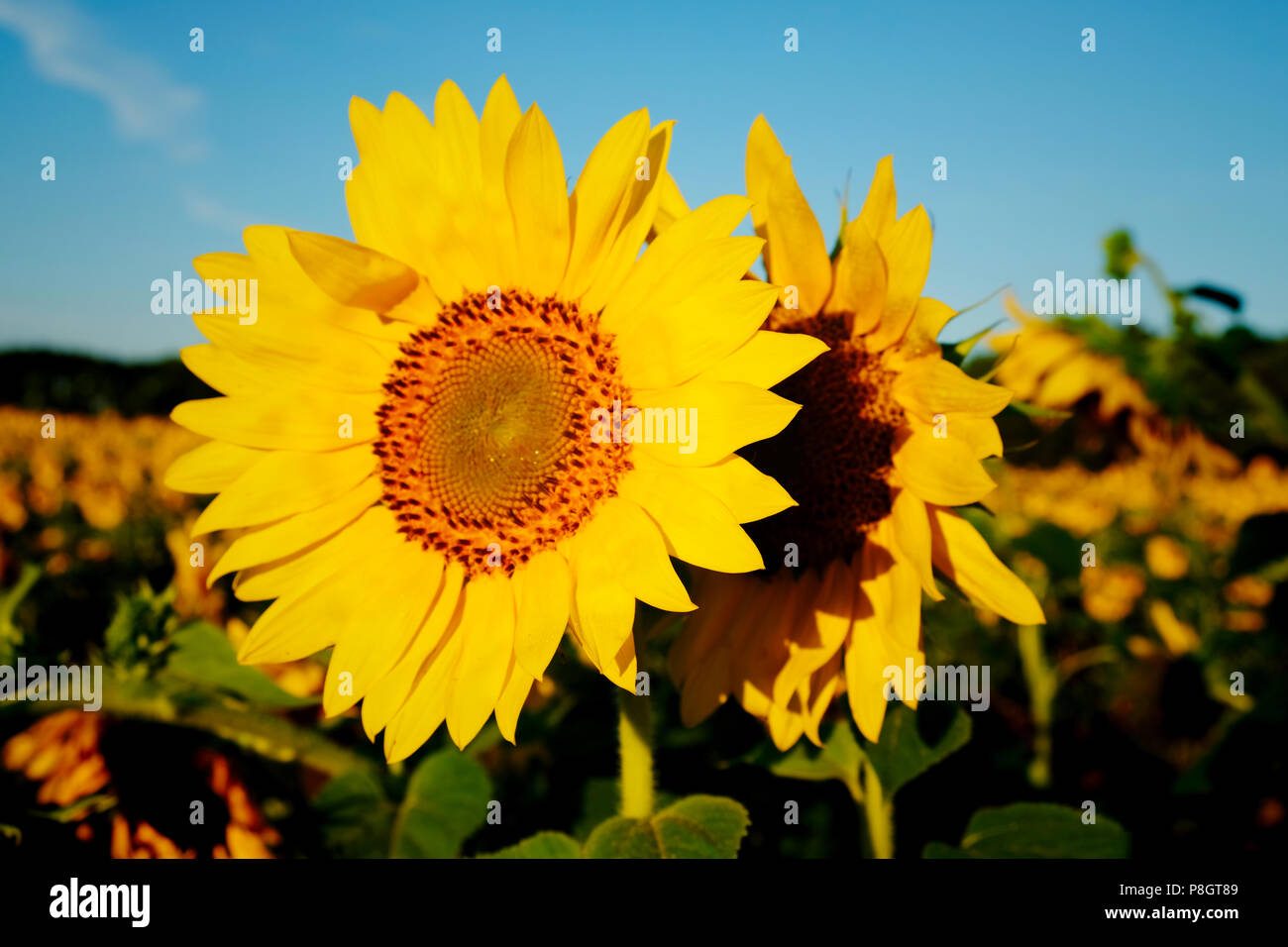 One sunflow is backing up another sunflower at Dorothea Dix Park in