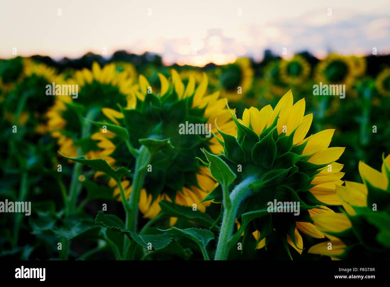 From behind view of the sunflowers which are all facing the rising sun
