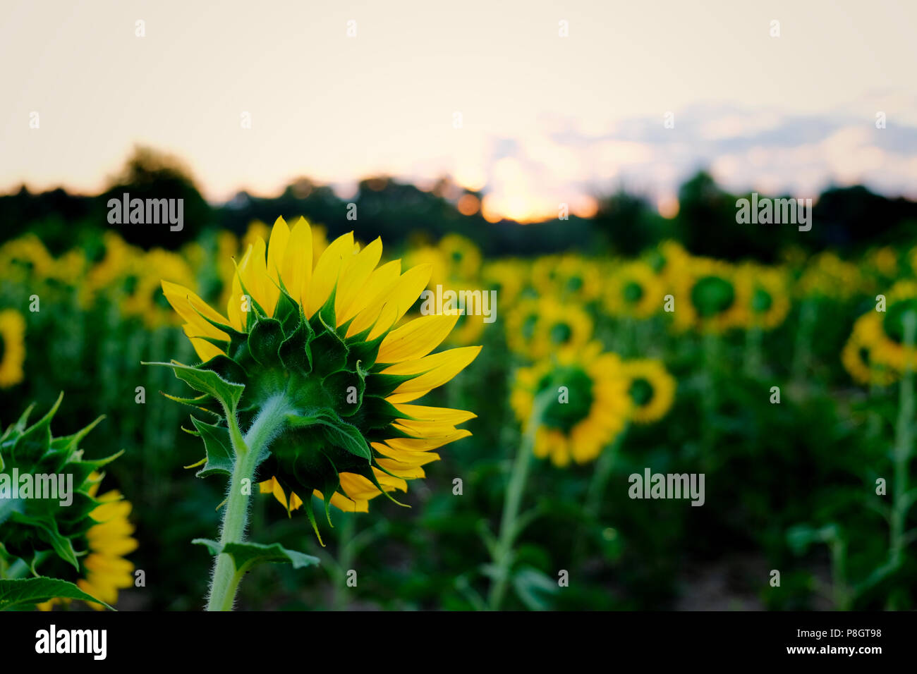 Focus of a back side view of a single sunflower in a field of others which are all facing the rising sun at Dorothea Dix Park in Raleigh North Carolin Stock Photo