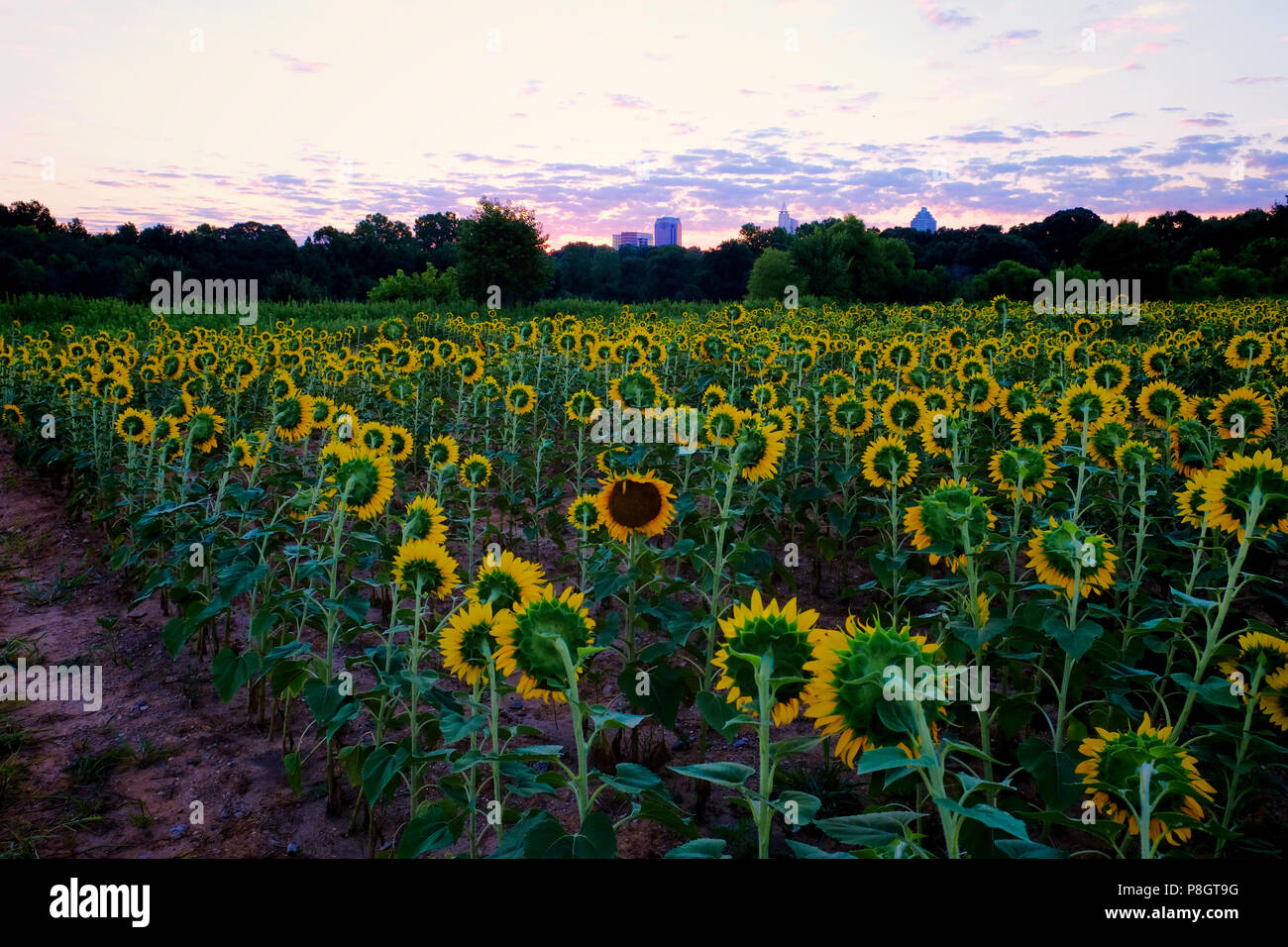One sunflower dares to be different at Dorothea Dix Park in Raleigh