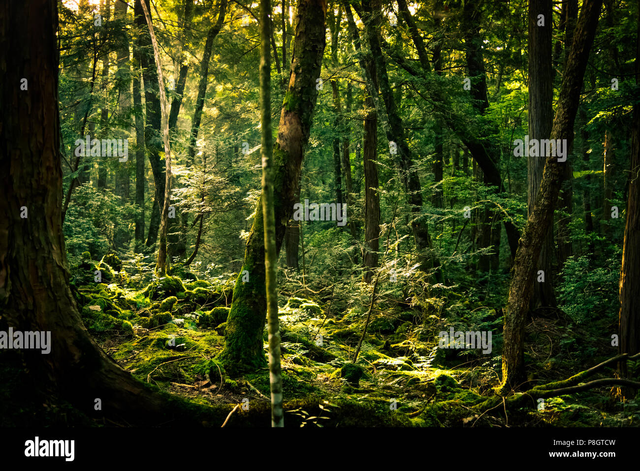 The suicide forest near mount Fuji, japan Stock Photo