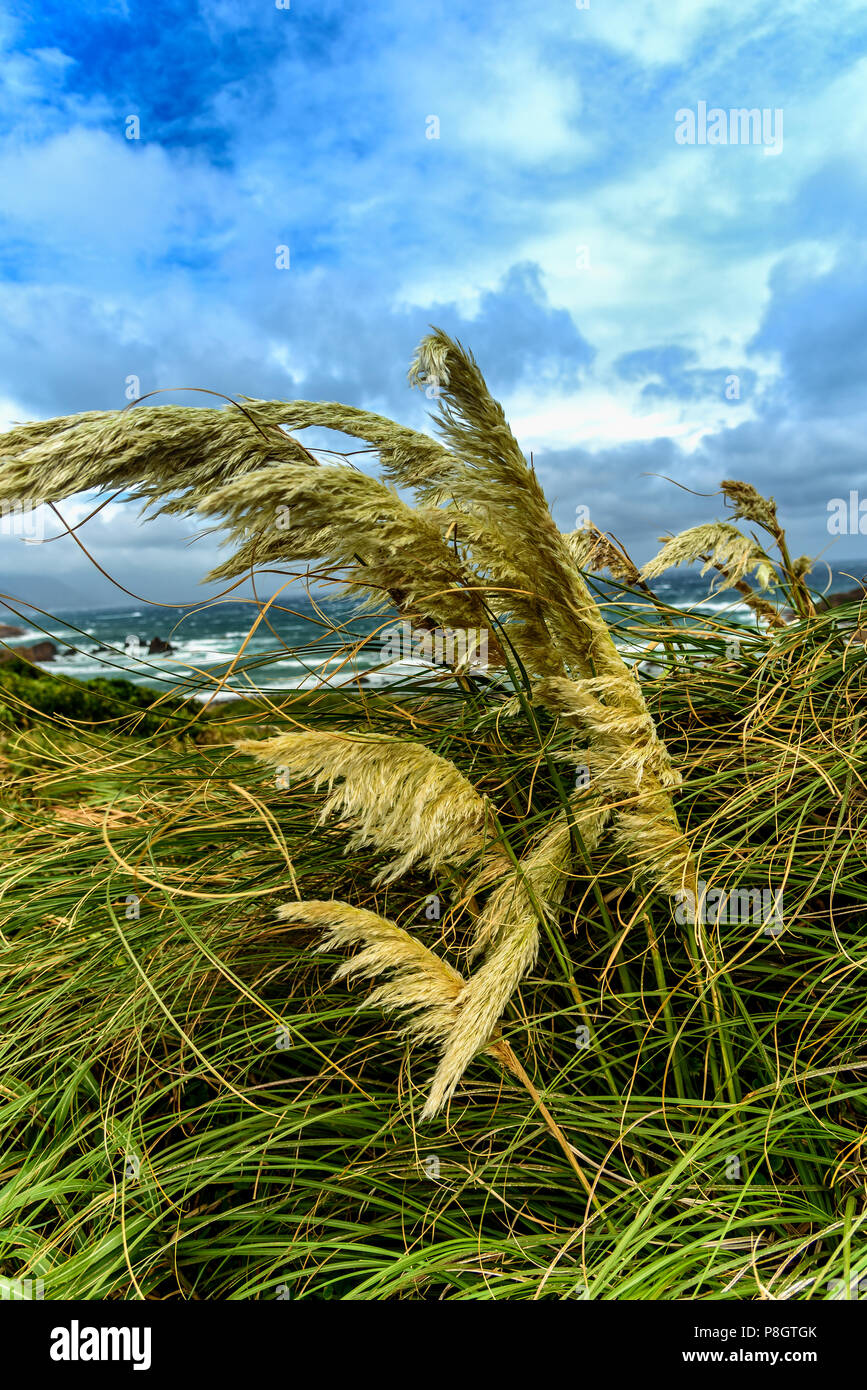 wind blowing away wild bushes at Tsumekizaki Park near Shimoda, izu