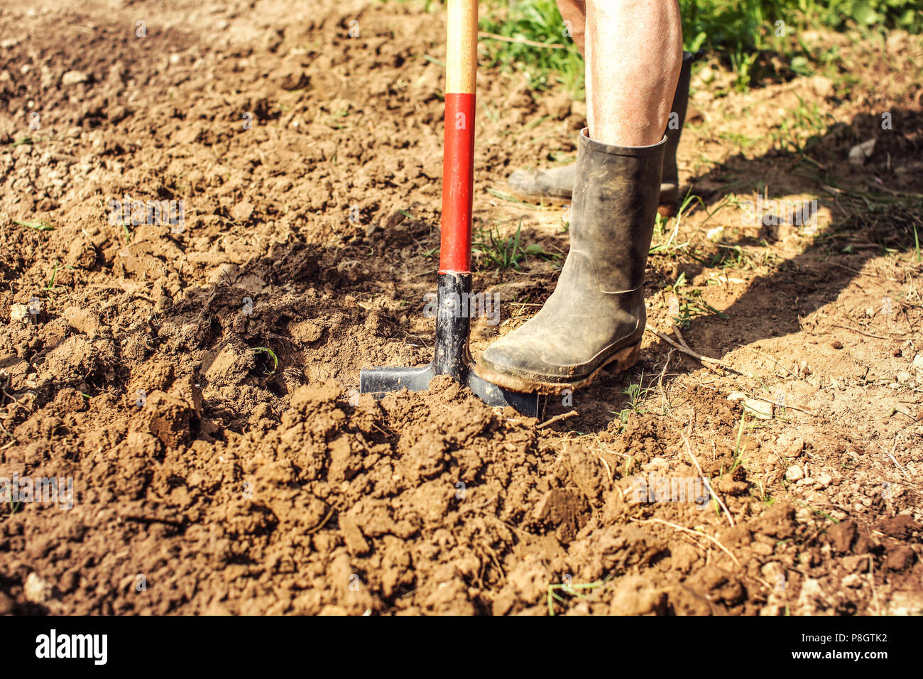 Detail on old man foot in dirty black rubber wellington boots, spading soil. Spring gardening. Stock Photo