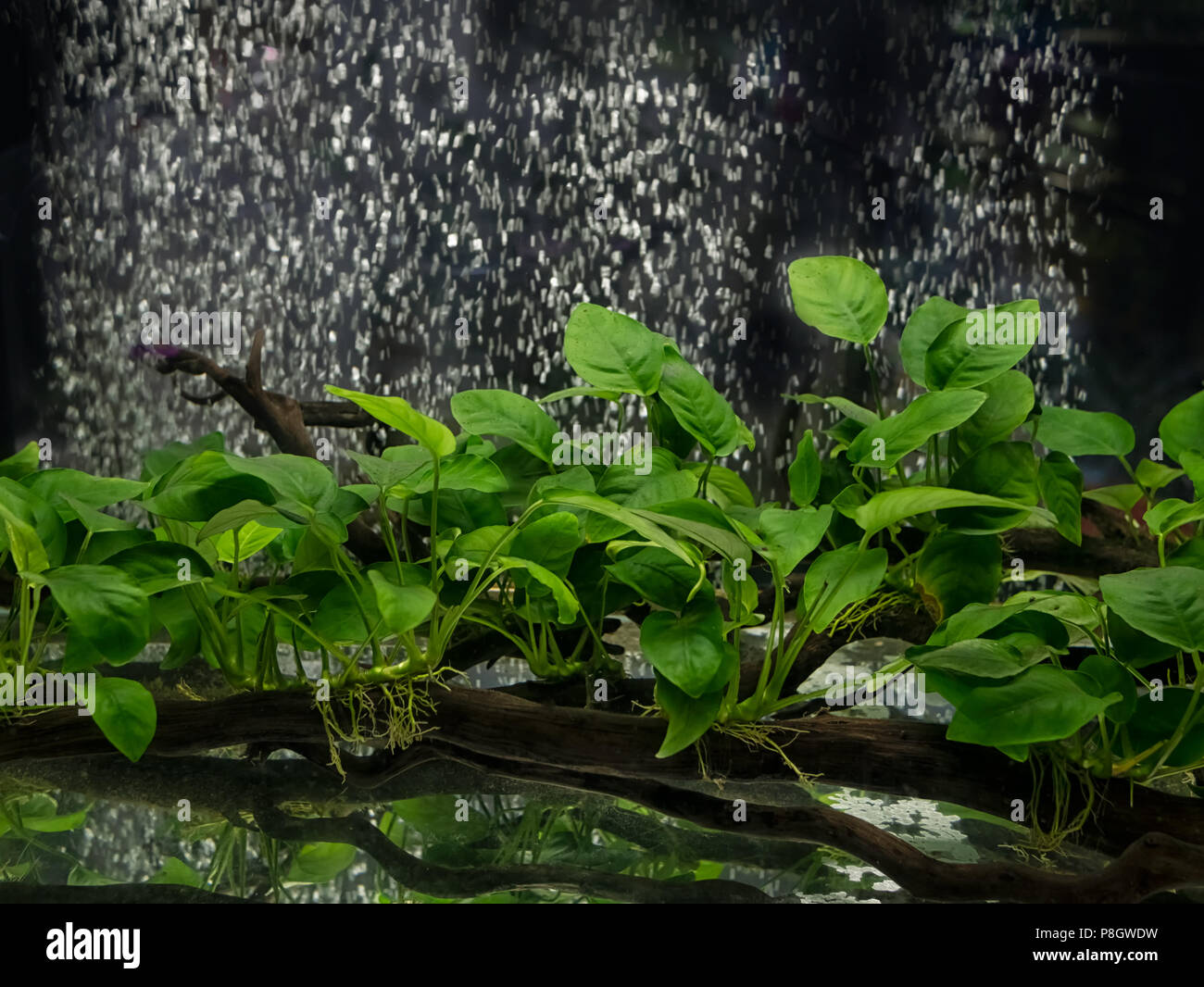 Anubias barteri aquarium plants, Aquarium tank with a variety of aquatic plants Stock Photo