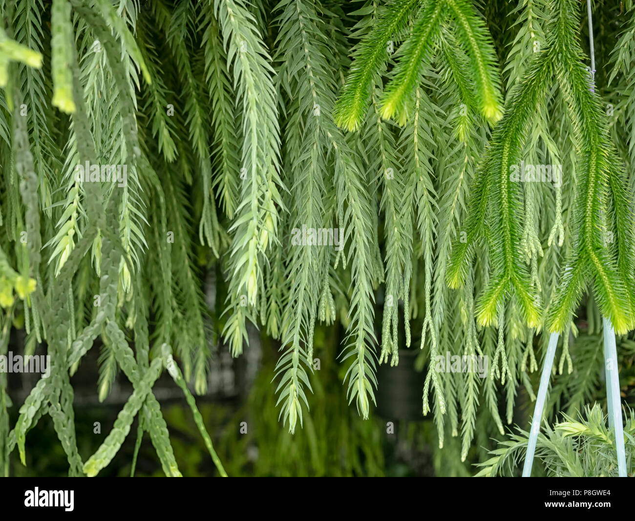 huperzia in nature green background Stock Photo
