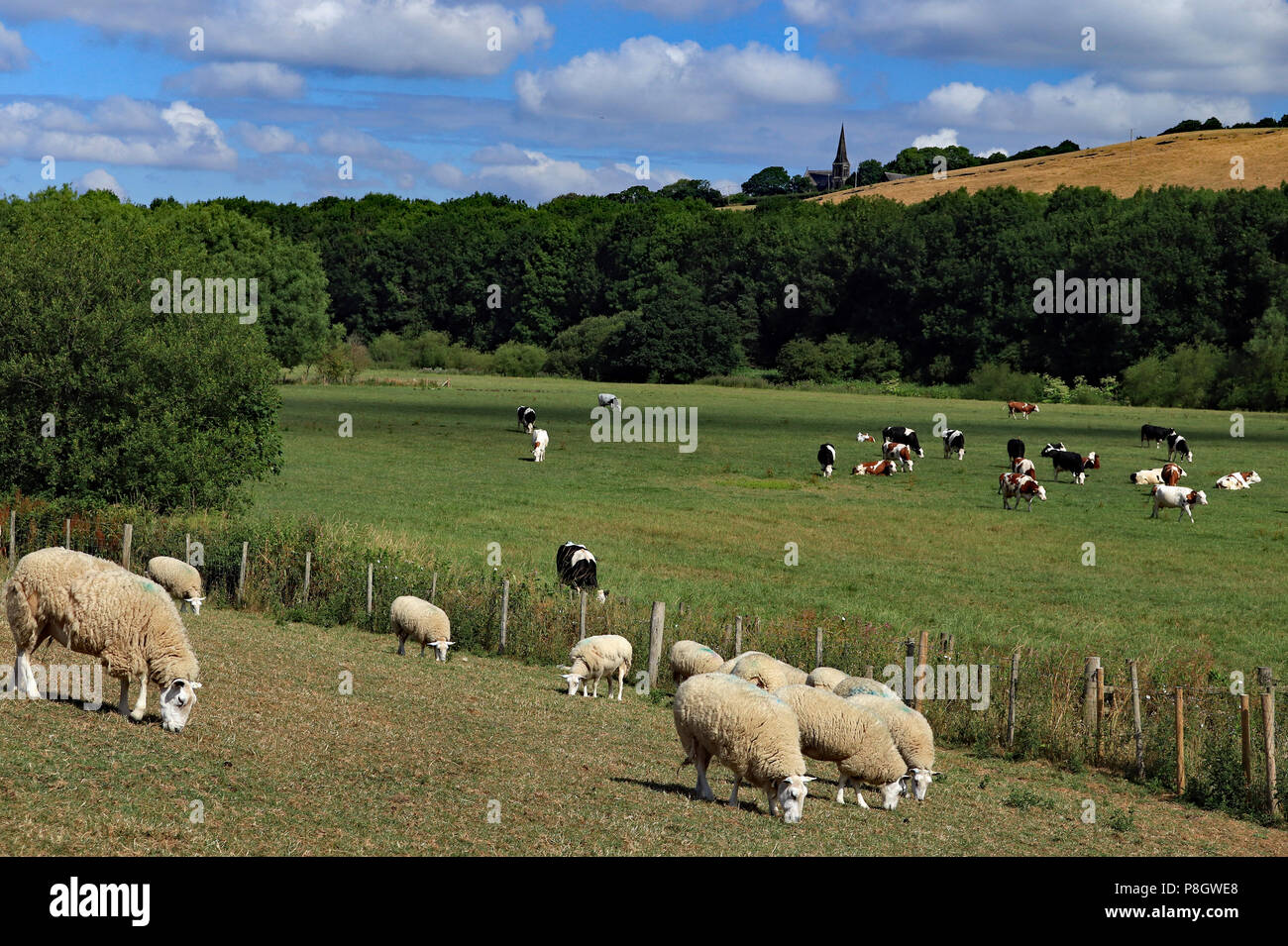 Sheep and cows grazing on farmland in the river Douglas valley in Lancashire below Parbold Hill, under a blue sky with fluffy white clouds. Stock Photo