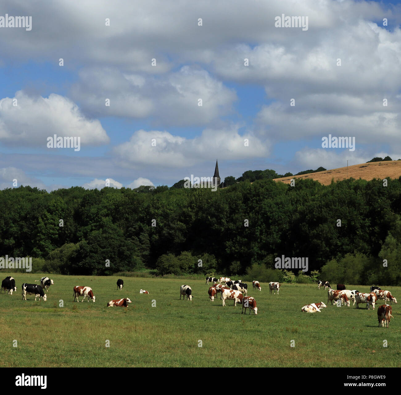 On a lovely summers day cows are grazing in the River Douglas valley below Parbold Hill in Lancashire Stock Photo