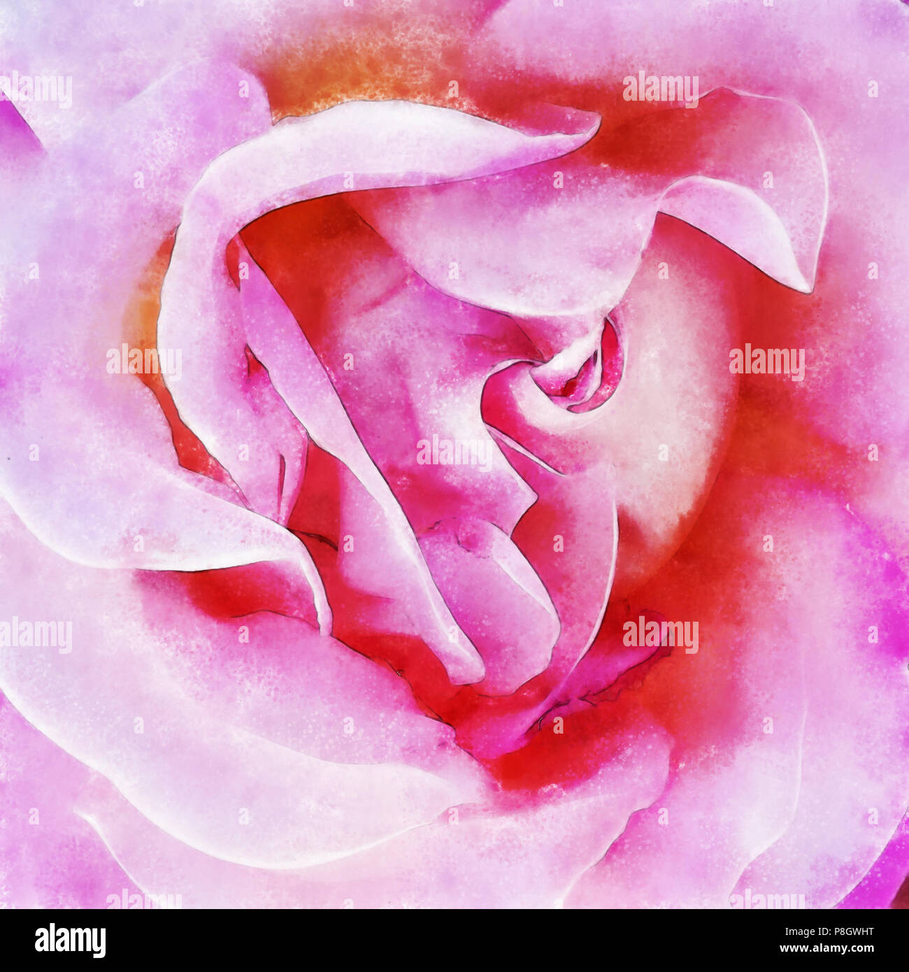 Closeup pink rose fine art, digital painting created by hand using several techniques to resemble watercolor on paper. Stock Photo