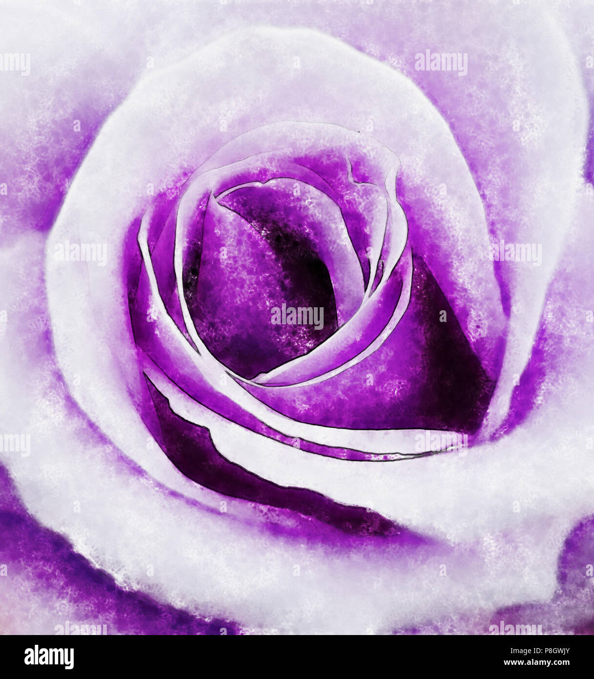 Closeup violet rose fine art, digital painting created by hand using several techniques to resemble watercolor on paper. Stock Photo