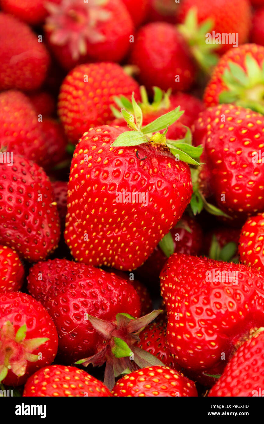 Fresh strawberries picked in Northumberland, England. The summertime