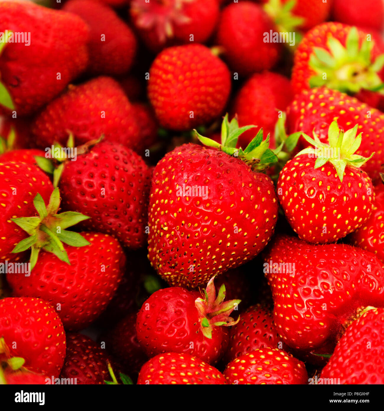 Fresh strawberries picked in Northumberland, England. The summertime