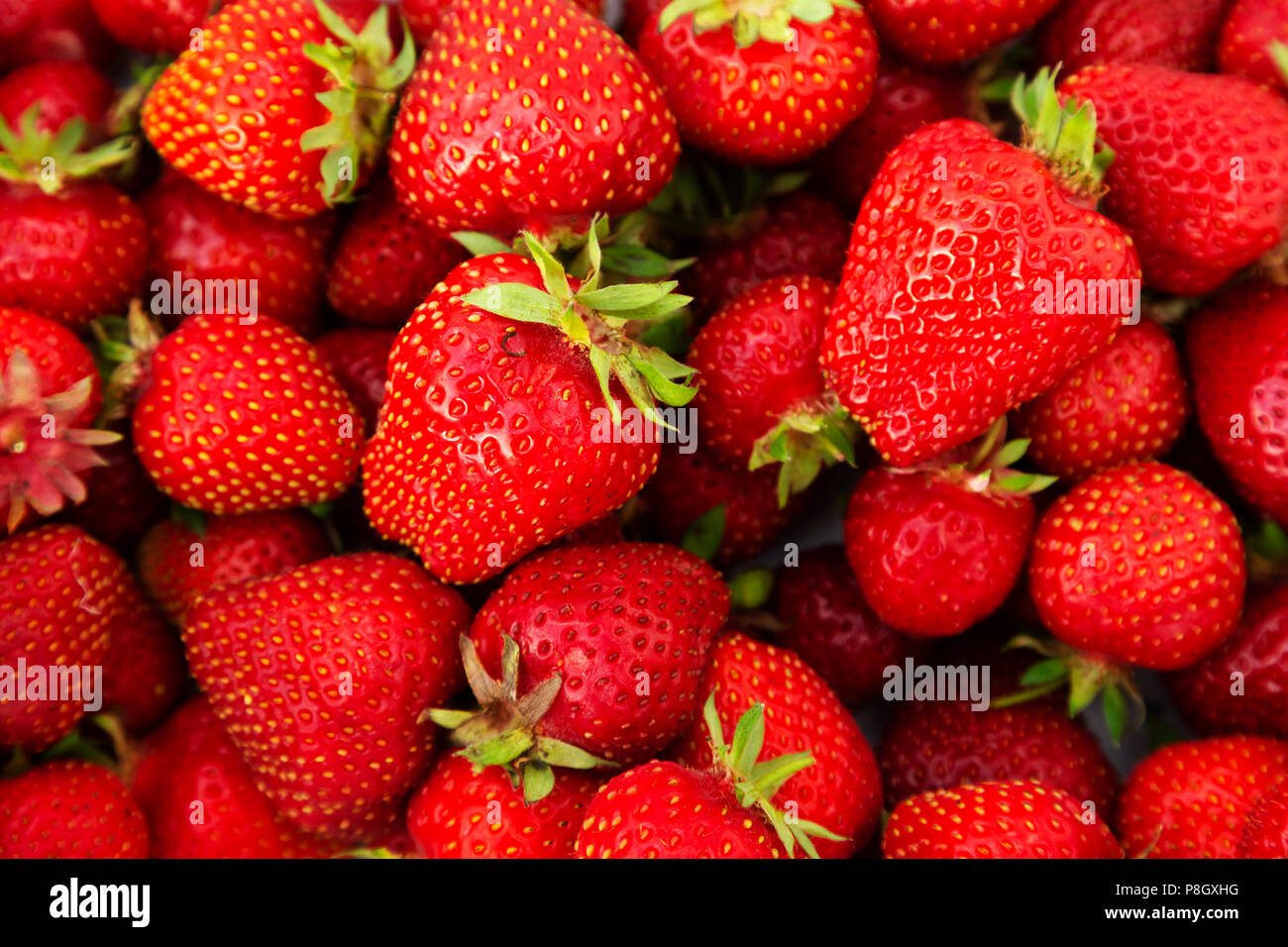 Fresh strawberries picked in Northumberland, England. The summertime