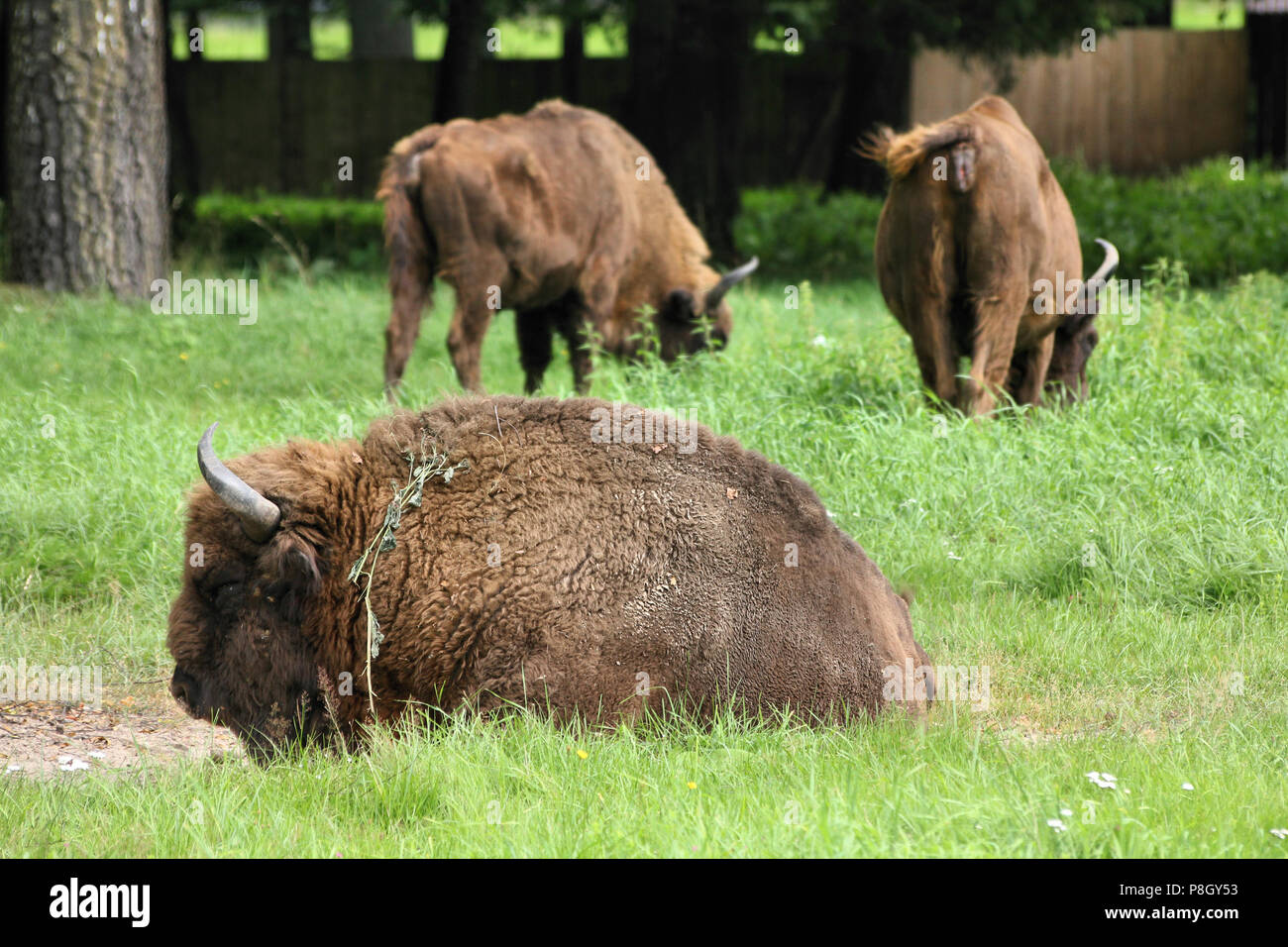 Bialowieza - national park and UNESCO World Heritage Site in Poland. European bison (Bison bonasus) also known as wisent. Stock Photo