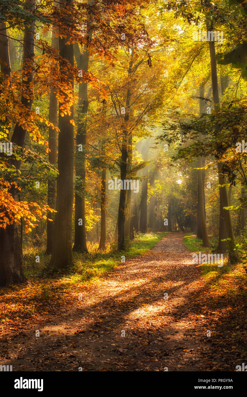 Typical Dutch forest landscape in autumn with soft sunlight in ...