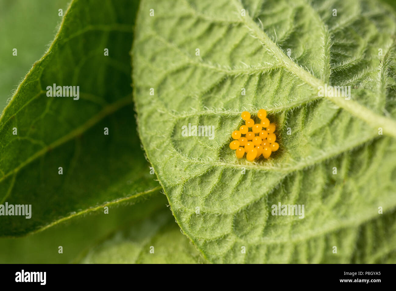 Potato bug hires stock photography and images Alamy