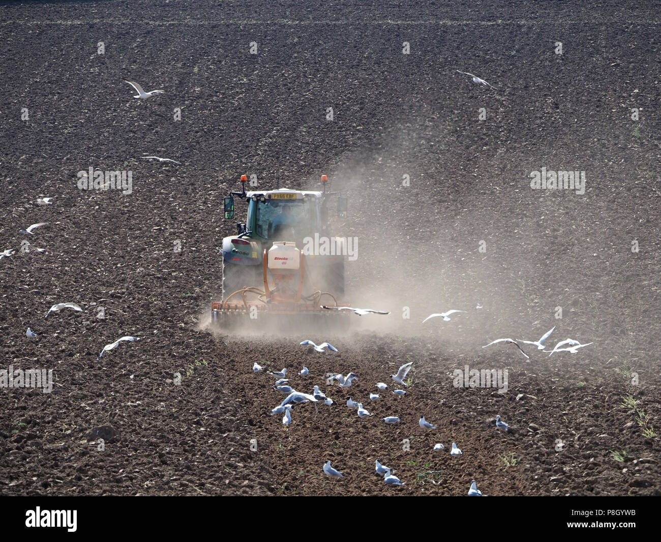 Crosby Ravensworth, Cumbria, England, UK. 11th July, 2018. Dust and gulls rise as Tractor ploughs up drought-stricken Cumbrian crop field ravaged by The Beast from the East, storms Desmond and Hector and now the heatwave Credit: Steve Holroyd/Alamy Live News Stock Photo