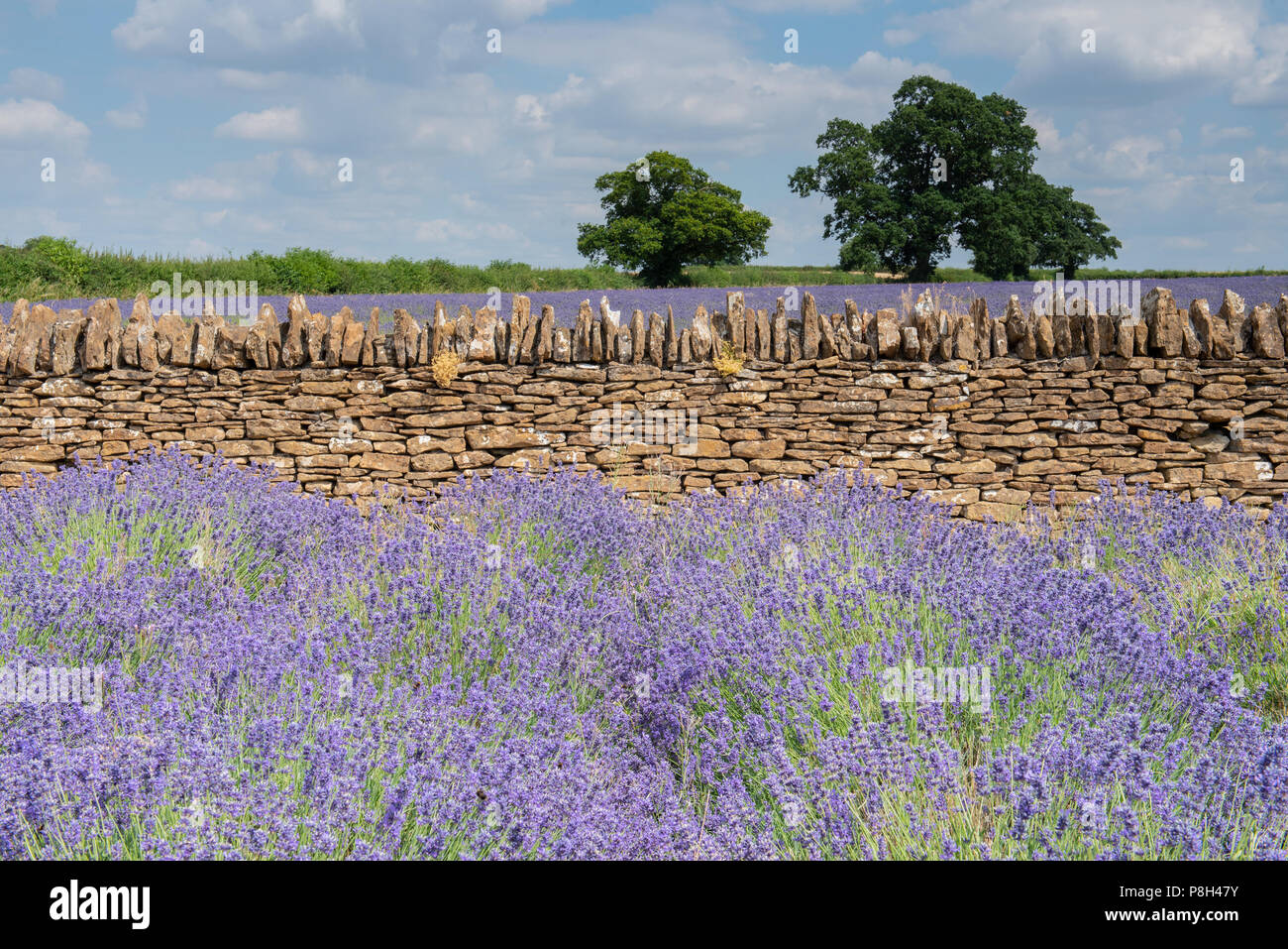 Radstock, Somerset, UK. 11th July 2018. UK Weather Very warm with