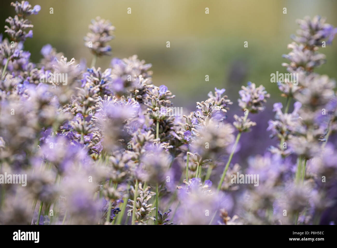 Radstock, Somerset, UK. 11th July 2018. UK Weather. Very warm with sunny spells in Somerset.  The beautiful Faulkland lavender fields near Radstock are in full bloom and ready for harvest. Credit: DWR/Alamy Live News. Stock Photo