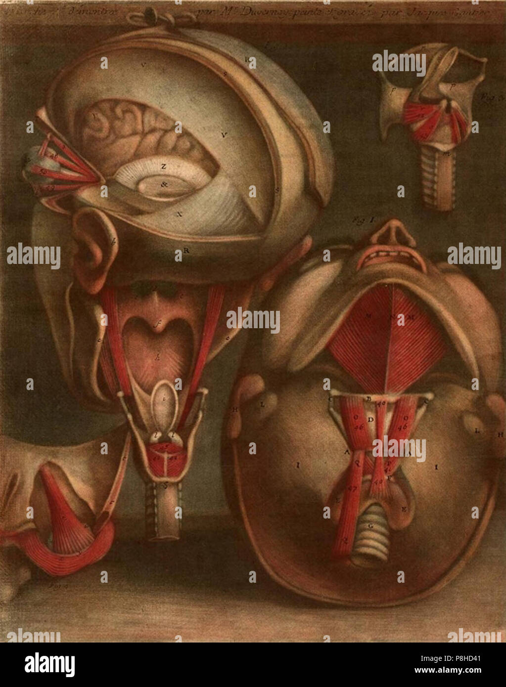 vintage anatomical drawings of a human head Stock Photo