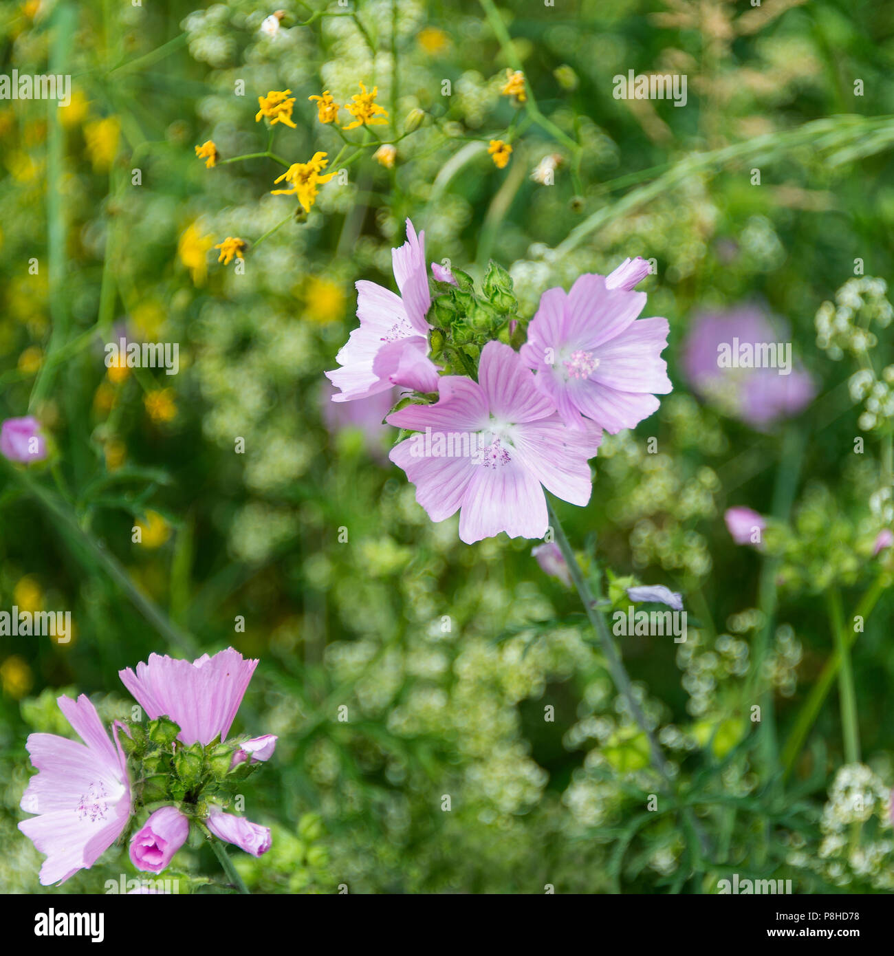Beautiful Pink Lavatera Flowers Growing Wild in a Verge near Morzine Haute Savoie Portes du Soleil France Stock Photo