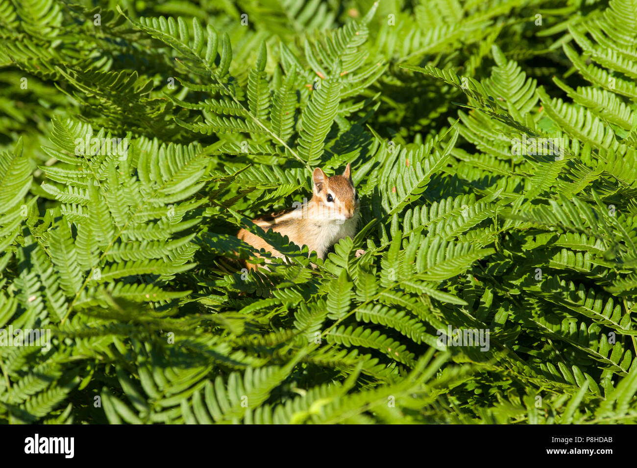 Eastern chipmunk (Tamias striatus) watching curiously from the top of bracken ferns. Stock Photo