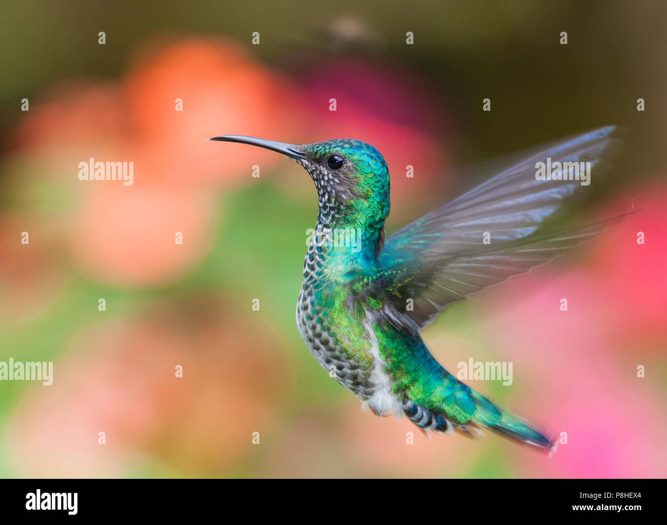 White-necked Jacobin female hummingbird, Florisuga mellivora, taken at ...