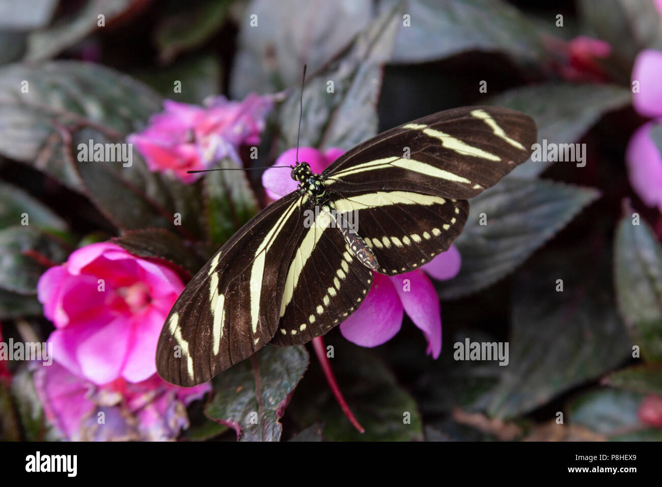 Zebra Longwing Butterfly, Heliconius charitonius, at Wildseed Farms