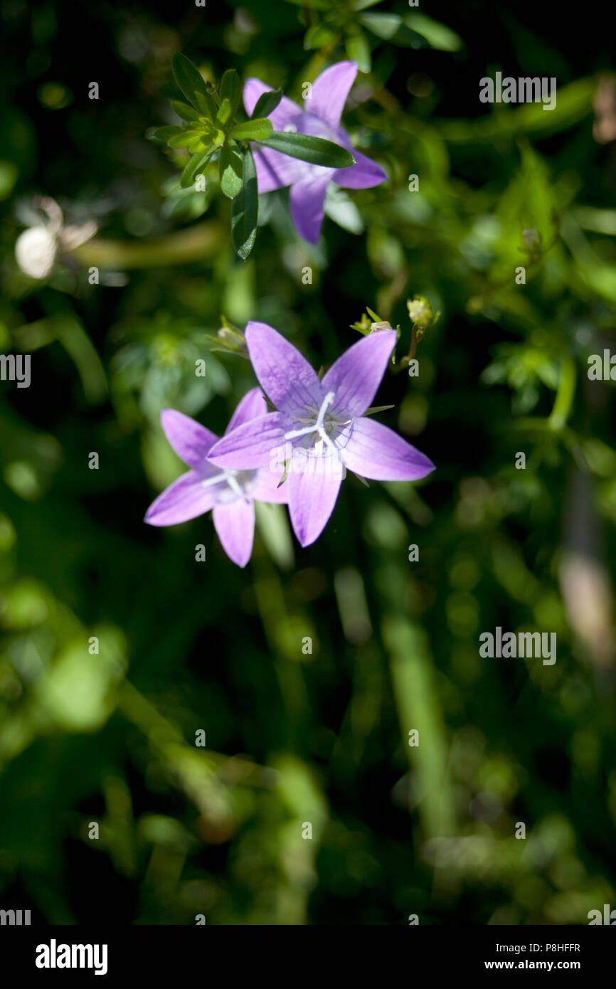 creeping bellflower, rampion bellflower - Campanula rapunculoides Stock Photo