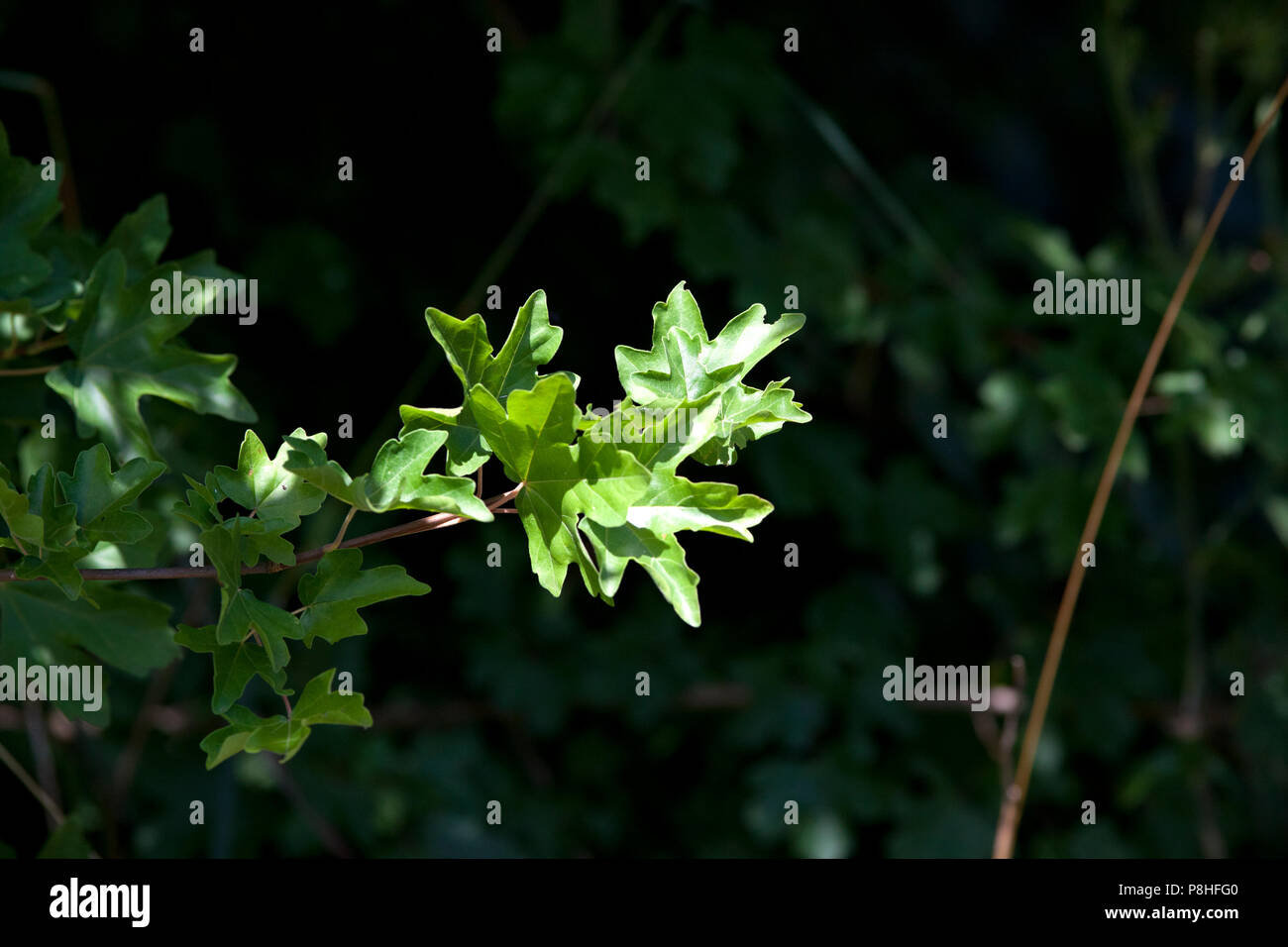 field maple (Acer campestre Stock Photo - Alamy