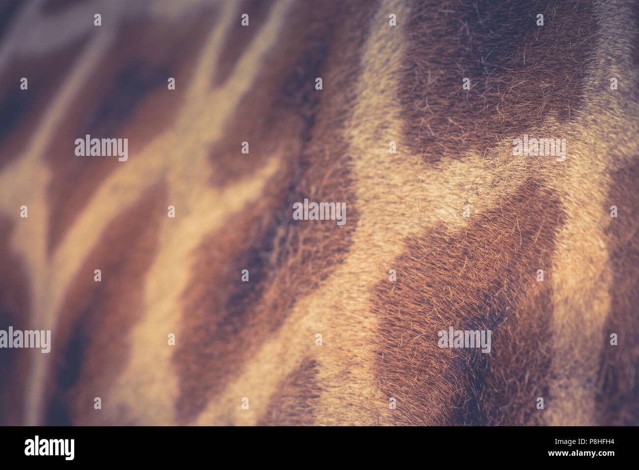 Close up background  image of the patterning of a Giraffe Stock Photo
