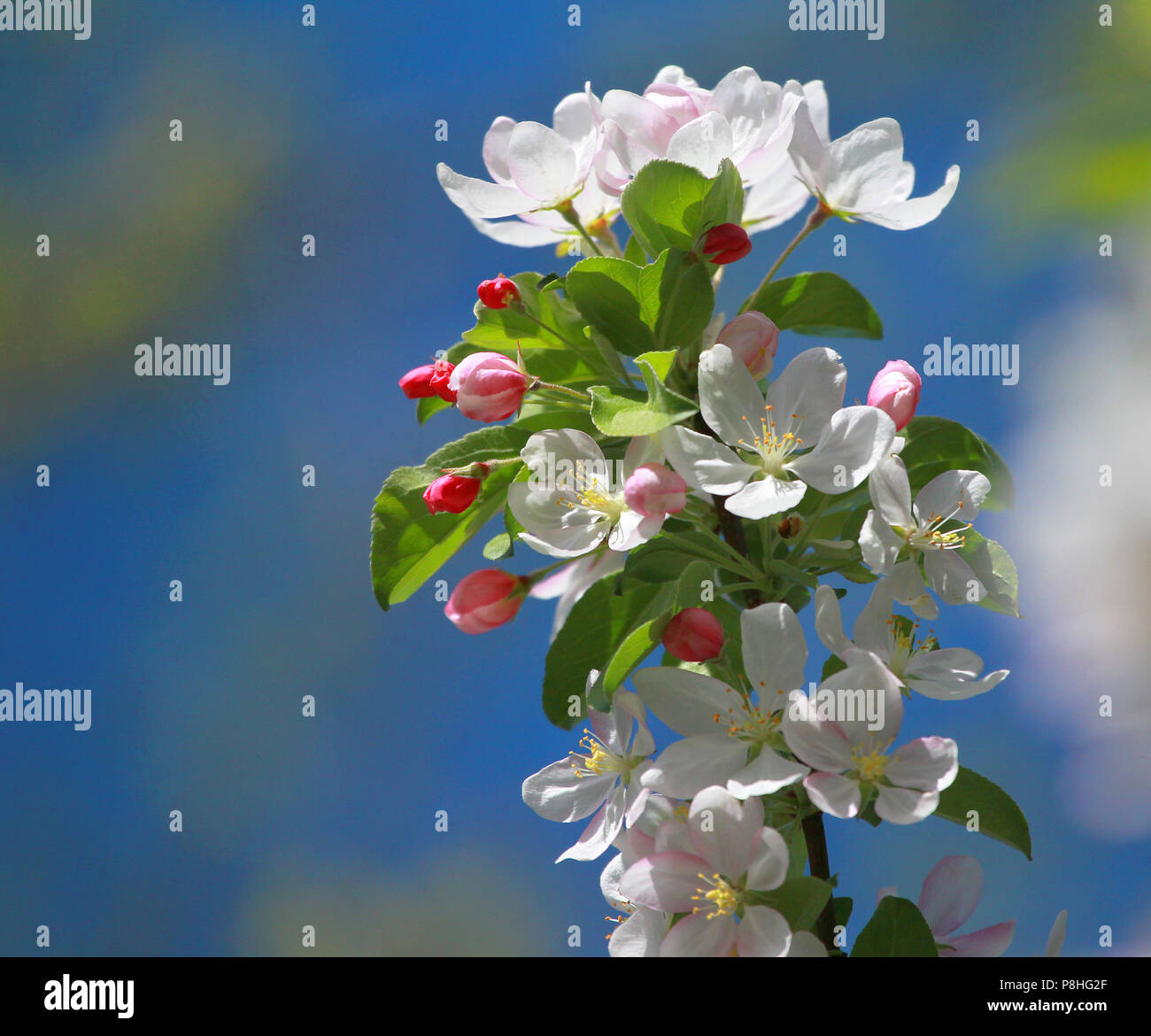 Spring Flower Stock Photo