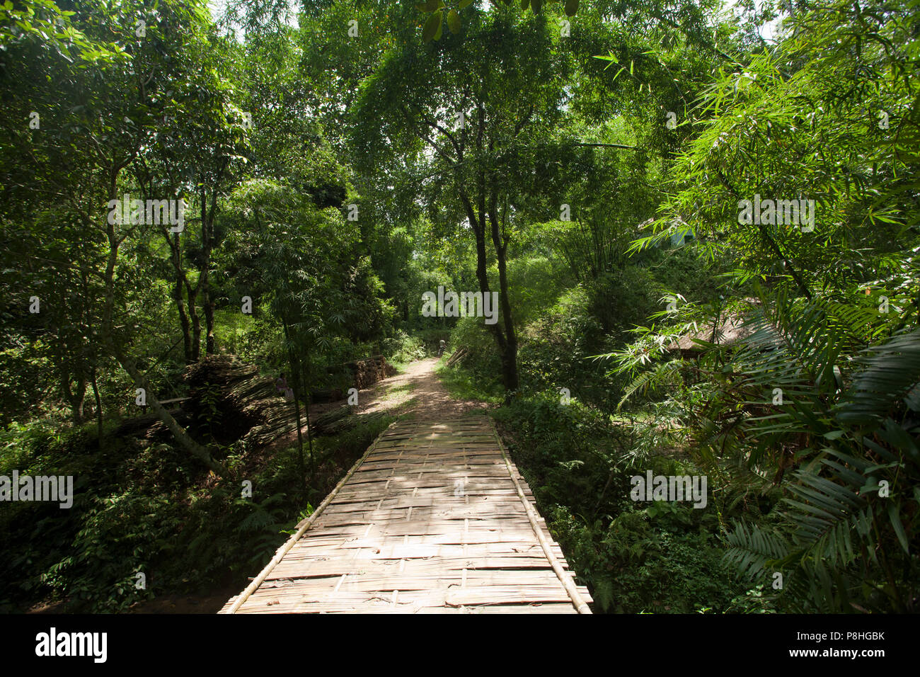 Khadimnagar National Park. Sylhet, Bangladesh. Stock Photo