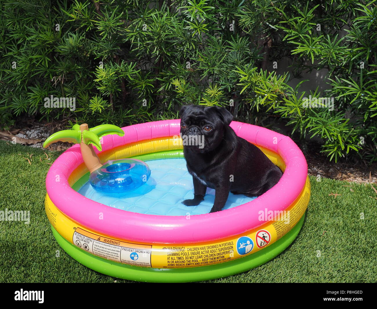 blow up dog pool