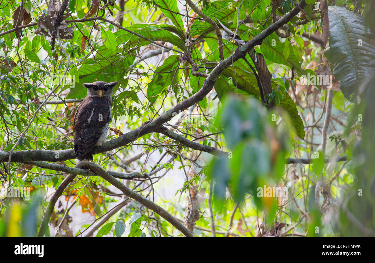 Barred Eagle Owl (Bubo sumatranus) roosting in tropical, rainforest, Sabah, Malaysia Stock Photo