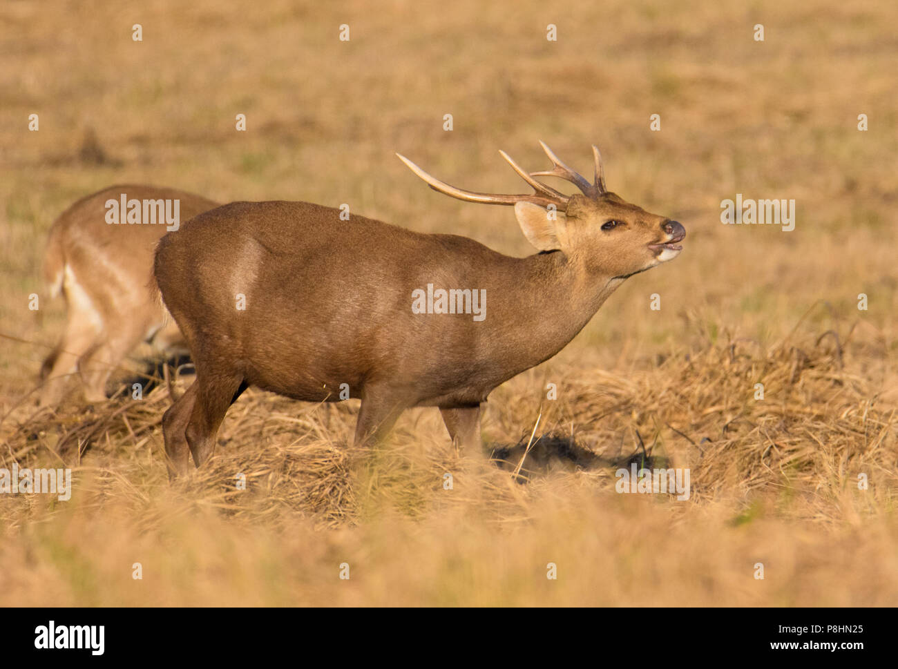 Hog Deer (Axis porcinus) in a grassland in Phu Khieo Wildlife Sanctuary, Thailand Stock Photo