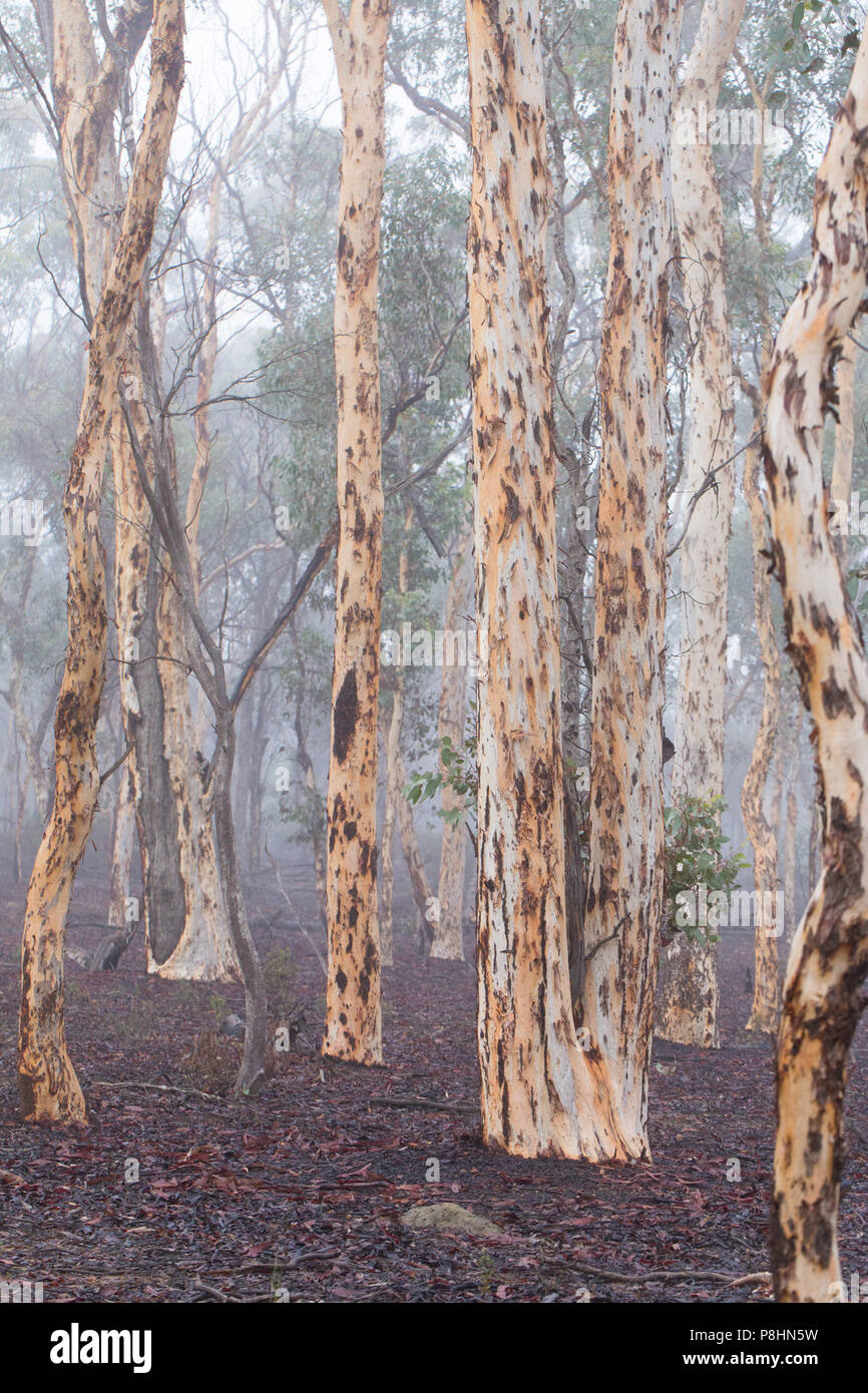 Wandoo woodland (Eucalyptus wandoo) in Dryandra State Forest, Western Australia Stock Photo