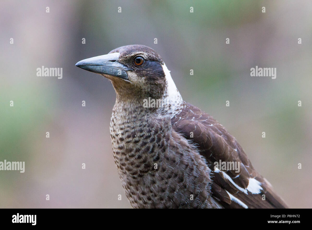 Juvenile Australian Magpie (Gymnorhina tibicen dorsalis), Dryandra, Western Australia Stock Photo