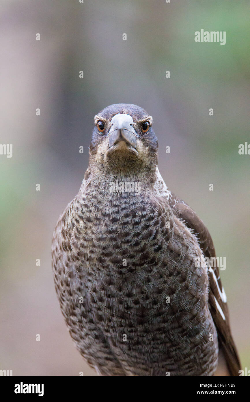 Juvenile Australian Magpie (Gymnorhina tibicen dorsalis), Dryandra, Western Australia Stock Photo