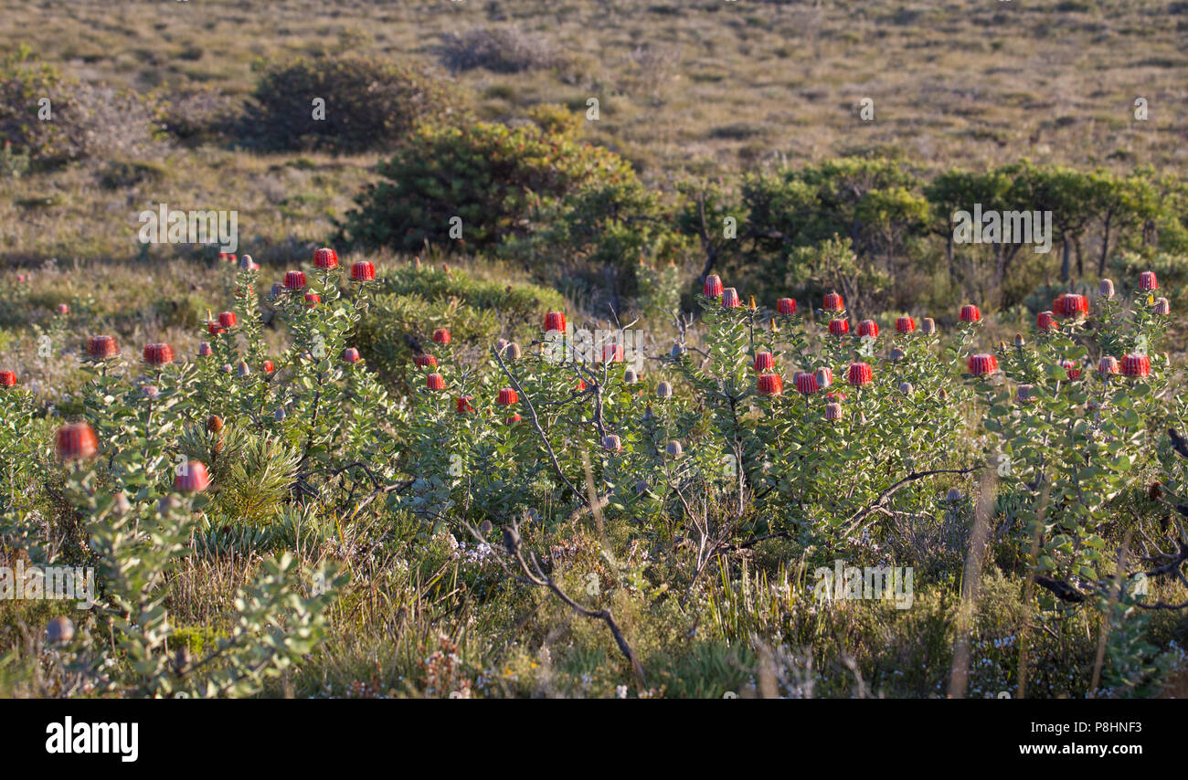 Scarlet Banksia (Banksia coccinea) in coastal heathland, Cheynes Beach, south-west Western Australia. Also known as the Waratah Banksia or Albany Bank Stock Photo