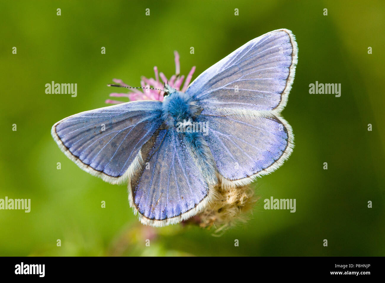 Common Blue, Polyommatus icarus, Rostherne, Cheshire, UK Stock Photo