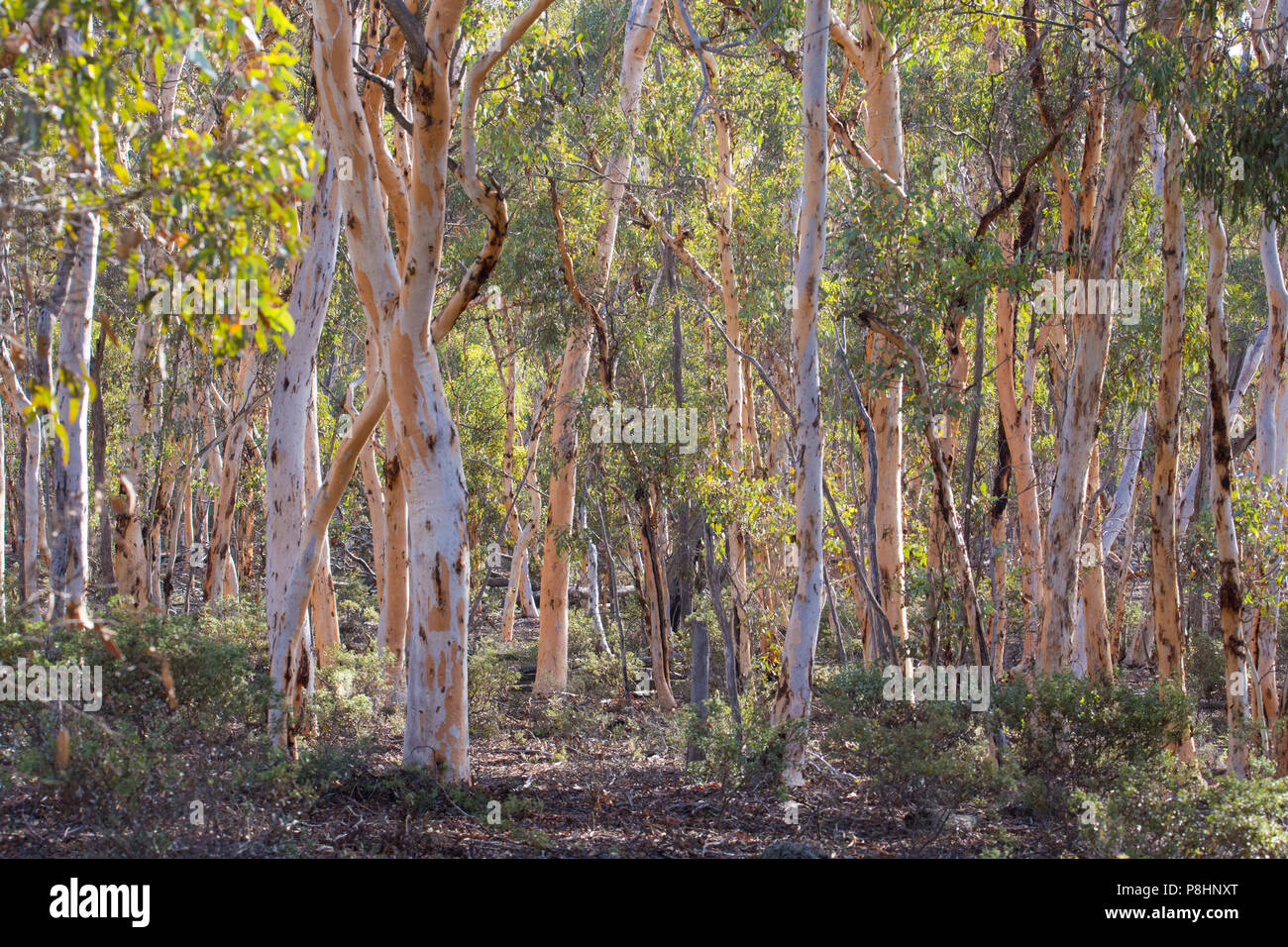 Wandoo woodland (Eucalyptus wandoo) in Dryandra State Forest, Western Australia Stock Photo