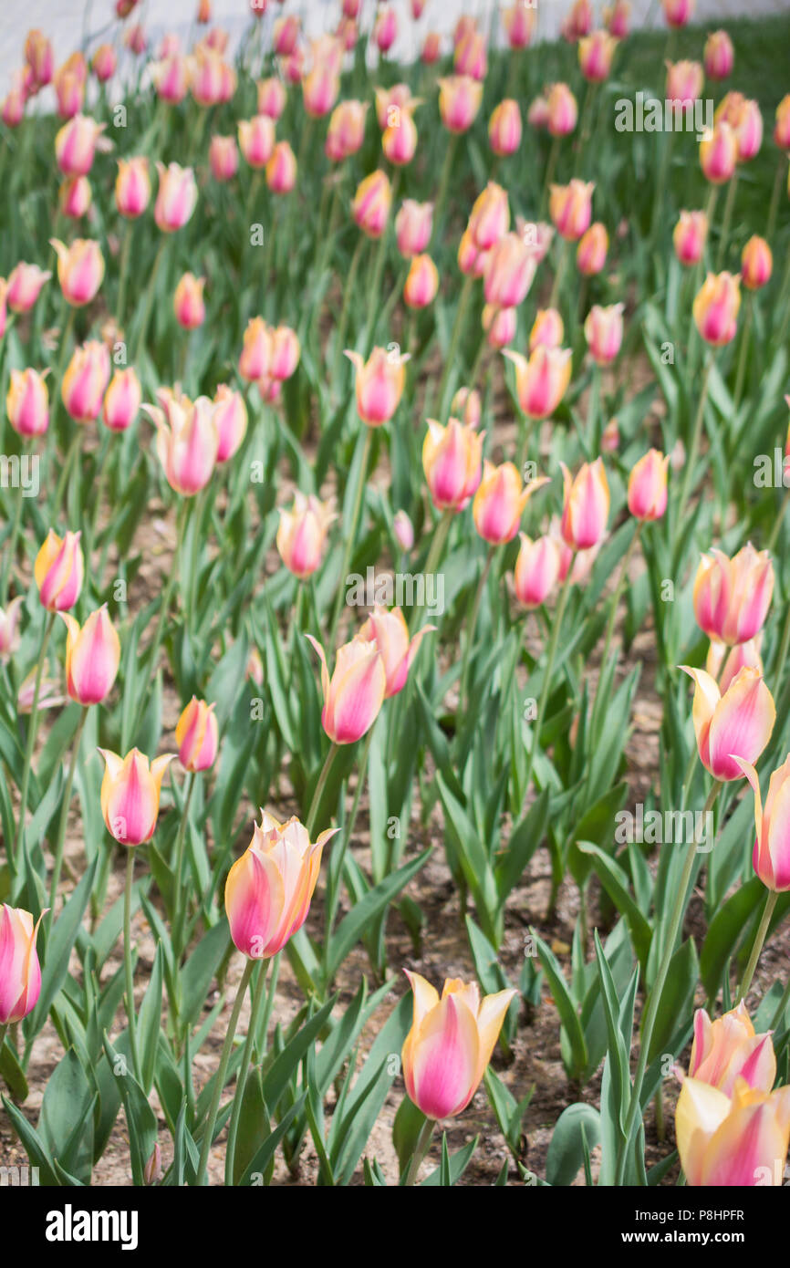 Blooming colorful tulip flowers in garden as floral background Stock ...