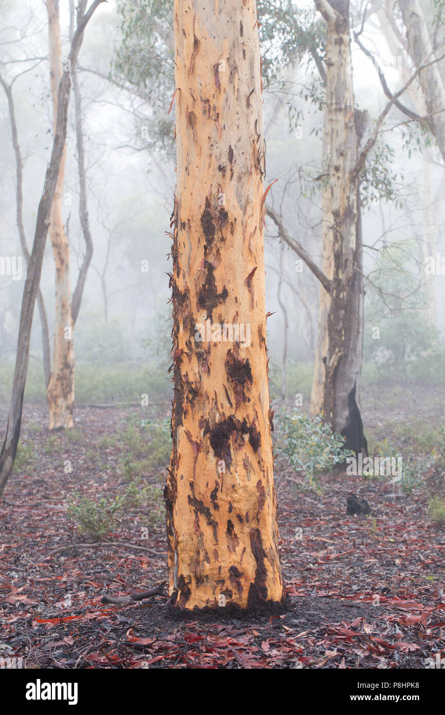 Wandoo eucalyptus tree (Eucalyptus wandoo) in Dryandra State Forest, Western Australia Stock Photo